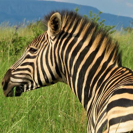 African Hills Safari Lodge & Spa Магалисбург Екстериор снимка