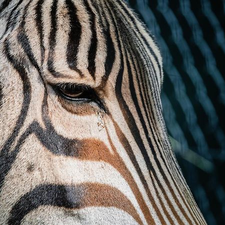African Hills Safari Lodge & Spa Магалисбург Екстериор снимка