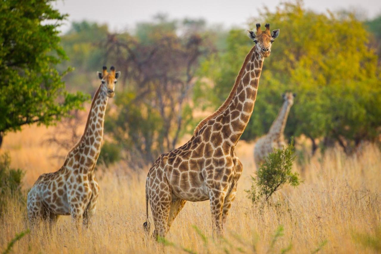 African Hills Safari Lodge & Spa Магалисбург Екстериор снимка