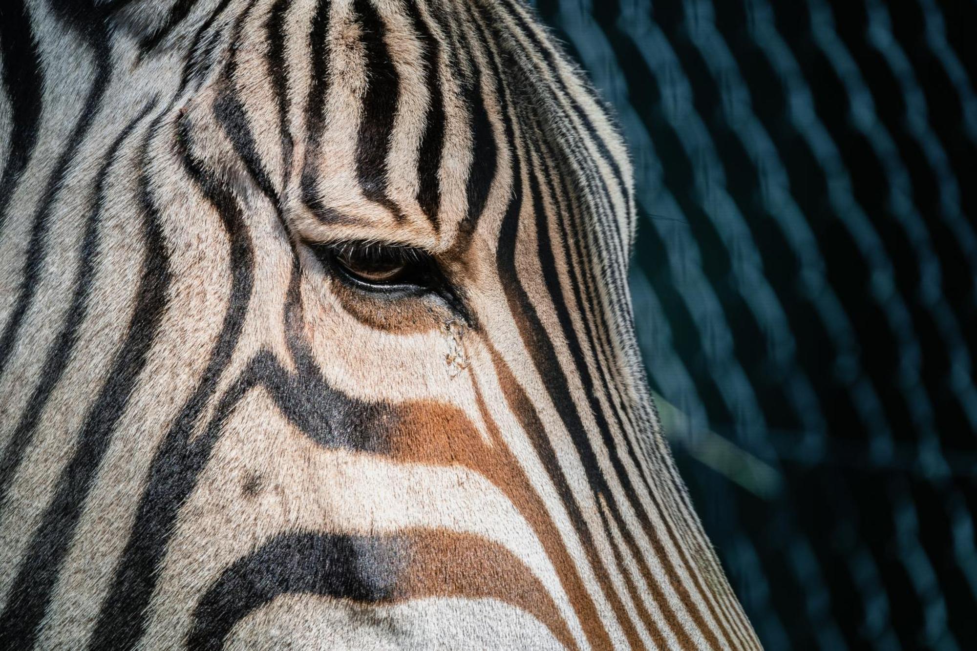 African Hills Safari Lodge & Spa Магалисбург Екстериор снимка