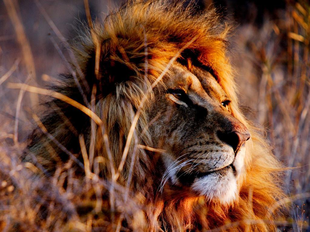 African Hills Safari Lodge & Spa Магалисбург Екстериор снимка