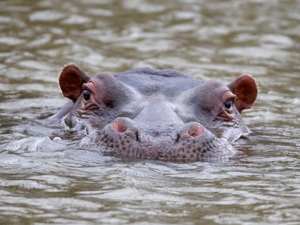 African Hills Safari Lodge & Spa Магалисбург Екстериор снимка